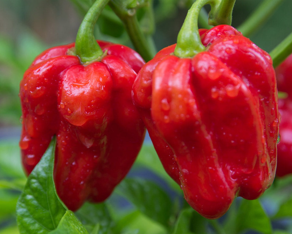 HABANERO ROSSO chili pepper