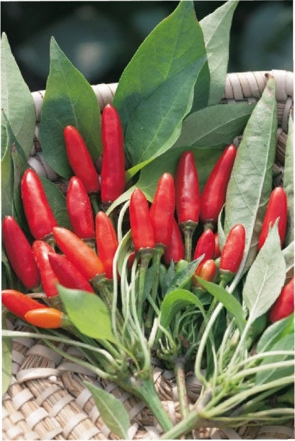 Chilli papričky Saltillo