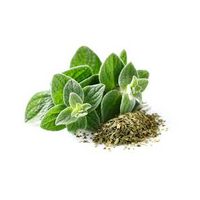 Oregano